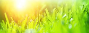 Read more about the article Do You Suffer From ‘Grass is Greener Syndrome’?