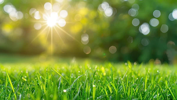 A lawn of beautiful green grass glistening in the morning sun